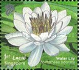 Water Lily (Nymphaea odorata)