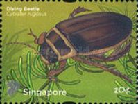 Diving beetle (Cybister rugosus) Imprint 2011A