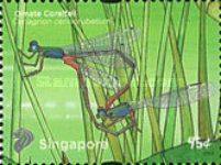 Ornate Coraltail (Ceriagrion cerinorubellum) Imprint 2011A