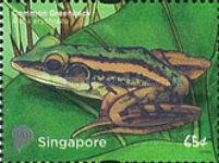 Common Greenback (Rana erythraea)