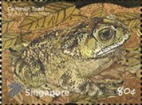 Asian Common Toad (Bufo melanostictus)