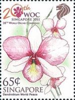 Dendrobium World Peace