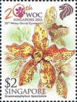 Grammatophyllum speciosum