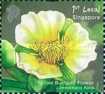 Yellow Burhead Flower (Limnocharis flava)