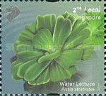 Water lettuce (Pistia stratiotes)