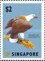White-Bellied Sea Eagle (Haliaeetus leucogaster)