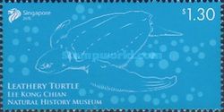 Leathery Turtle