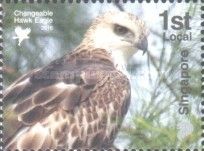 Changeable Hawk Eagle (Nisaetus cirrhatus)