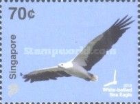 White-bellied Sea Eagle (Haliaeetus leucogaster)