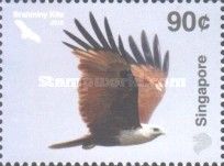 Brahminy Kite (Haliastur indus)