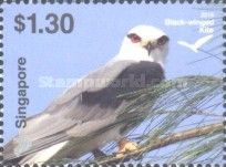 Black-winged Kite (Elanus caeruleus)