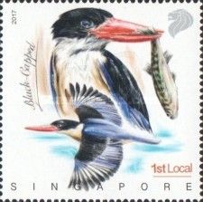 Black-capped Kingfisher (Halcyon pileata)