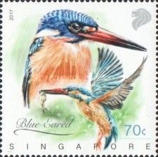 Blue-eared Kingfisher (Alcedo meninting)