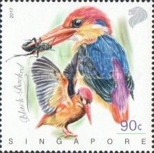 Black-backed Dwarf-Kingfisher (Ceyx erithaca)