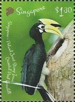 Oriental Pied Hornbill (Anthracoceros albirostris)