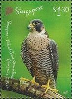 Peregrine Falcon (Falco peregrinus)