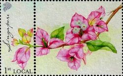 Bougainvillea