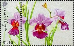 Orchid Vanda Miss Joaquim