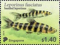 Banded Leporinus (Leporinus fasciatus)