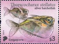 Silver Hatchetfish (Thoracocharax stellatus)