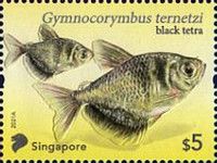 Black Tetra (Gymnocorymbus ternetzi)