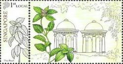 Thai Basil (Ocimum basilicum var. thyrsiflora)