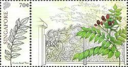 Curry Leaf Tree (Murraya koenigii)