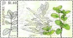Apple Mint (Mentha suaveolens)