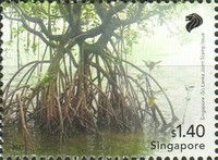 Mangrove Swamp, Singapore