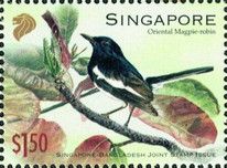 Oriental Magpie-Robin (Pica serica)