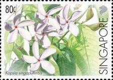 Kopsia singapurensis