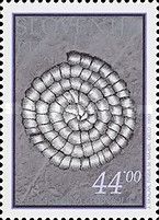 Fossil Schwagerina Carniolica