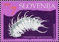 Long-spined Cave Isopod Crustacean (Monolistra spinosiss