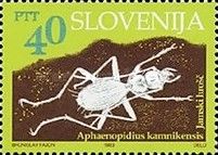 Cave beetle (Aphaenopidius kamnikensis)