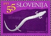 Olm (Proteus anguinus)