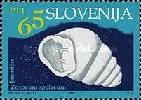 Cave Snail (Zospeum spelaeum)