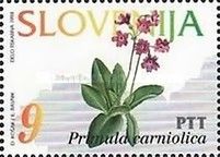 Primula carniolica