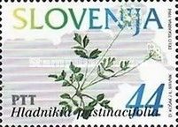 Hladnikia pastinacifolia