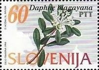 Daphne blagayana