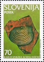 Fossils - Karavankina schellwieni 