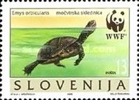 European pond tortoise (Emys orbicularis)