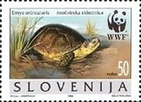 European pond tortoise (Emys orbicularis)