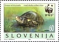 European pond tortoise (Emys orbicularis)