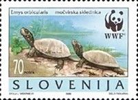 European pond tortoise (Emys orbicularis)