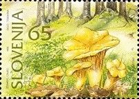 Cantharellus cibarius
