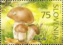 Boletus aestivalis