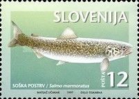 Marble Trout (Salmo marmoratus)