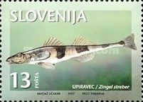 Streber (Zingel streber)