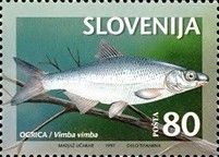 Vimba Bream (Vimba vimba)