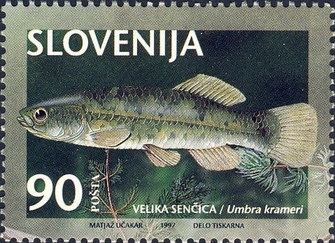 European Mudminnow (Umbra krameri)